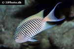 genicanthus melanospilos genicanthus melanospilos