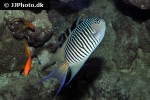 genicanthus melanospilos genicanthus melanospilos