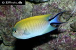 genicanthus melanospilos genicanthus melanospilos