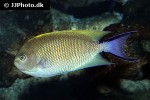 genicanthus melanospilos genicanthus melanospilos
