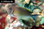 genicanthus semicinctus genicanthus semicinctus