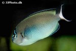 genicanthus watanabei genicanthus watanabei