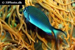 genicanthus watanabei genicanthus watanabei