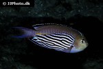 genicanthus watanabei genicanthus watanabei