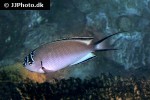 genicanthus watanabei genicanthus watanabei