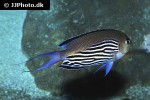 genicanthus watanabei genicanthus watanabei