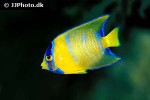 holacanthus bermudensis holacanthus bermudensis