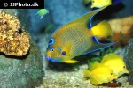 holacanthus ciliaris holacanthus ciliaris
