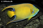 holacanthus ciliaris holacanthus ciliaris