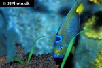holacanthus ciliaris holacanthus ciliaris