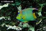 holacanthus ciliaris holacanthus ciliaris
