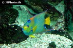 holacanthus ciliaris holacanthus ciliaris