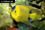 holacanthus ciliaris holacanthus ciliaris