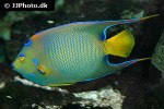 holacanthus ciliaris holacanthus ciliaris