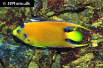 holacanthus ciliaris holacanthus ciliaris