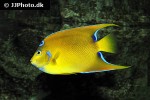 holacanthus ciliaris holacanthus ciliaris