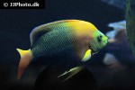 holacanthus clarionensis holacanthus clarionensis