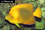holacanthus clarionensis holacanthus clarionensis