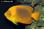 holacanthus clarionensis holacanthus clarionensis