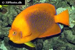 holacanthus clarionensis holacanthus clarionensis
