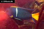 holacanthus passer holacanthus passer