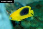 holacanthus tricolor holacanthus tricolor