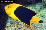holacanthus tricolor holacanthus tricolor
