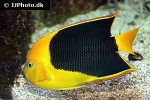 holacanthus tricolor holacanthus tricolor