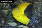 holacanthus tricolor holacanthus tricolor