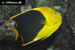 holacanthus tricolor holacanthus tricolor
