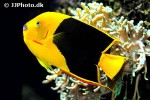 holacanthus tricolor holacanthus tricolor