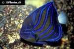 pomacanthus annularis pomacanthus annularis