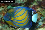 pomacanthus annularis pomacanthus annularis