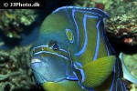 pomacanthus annularis pomacanthus annularis