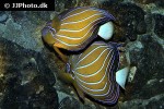 pomacanthus annularis pomacanthus annularis