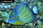pomacanthus annularis pomacanthus annularis