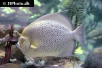 pomacanthus arcuatus pomacanthus arcuatus