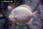 pomacanthus arcuatus pomacanthus arcuatus