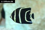 pomacanthus arcuatus pomacanthus arcuatus