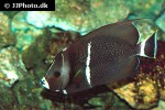 pomacanthus arcuatus pomacanthus arcuatus