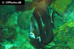 pomacanthus arcuatus pomacanthus arcuatus