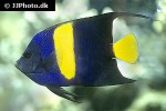 pomacanthus asfur pomacanthus asfur