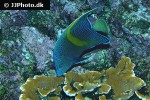 pomacanthus asfur pomacanthus asfur