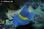 pomacanthus asfur pomacanthus asfur