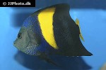 pomacanthus asfur pomacanthus asfur