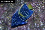 pomacanthus asfur pomacanthus asfur