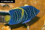 pomacanthus asfur pomacanthus asfur