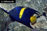 pomacanthus asfur pomacanthus asfur