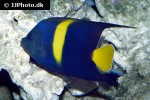 pomacanthus asfur pomacanthus asfur