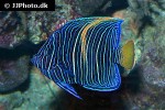 pomacanthus asfur pomacanthus asfur